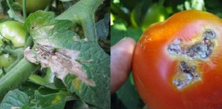Τούτα,ο χειρότερος εχθρός της ντομάτας (Tuta Absoluta)