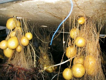 Αεροπονική καλλιέργεια πατάτας