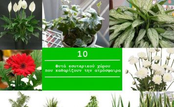 10 φυτά εσωτερικού χώρου που καθαρίζουν την ατμόσφαιρα