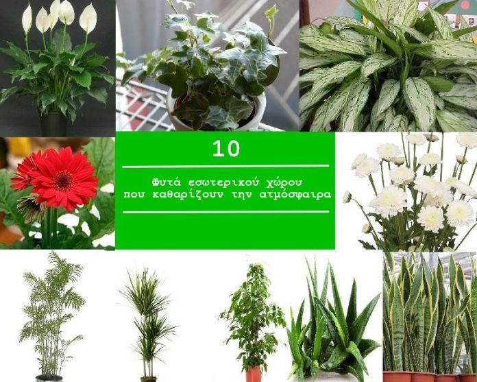 10 φυτά εσωτερικού χώρου που καθαρίζουν την ατμόσφαιρα
